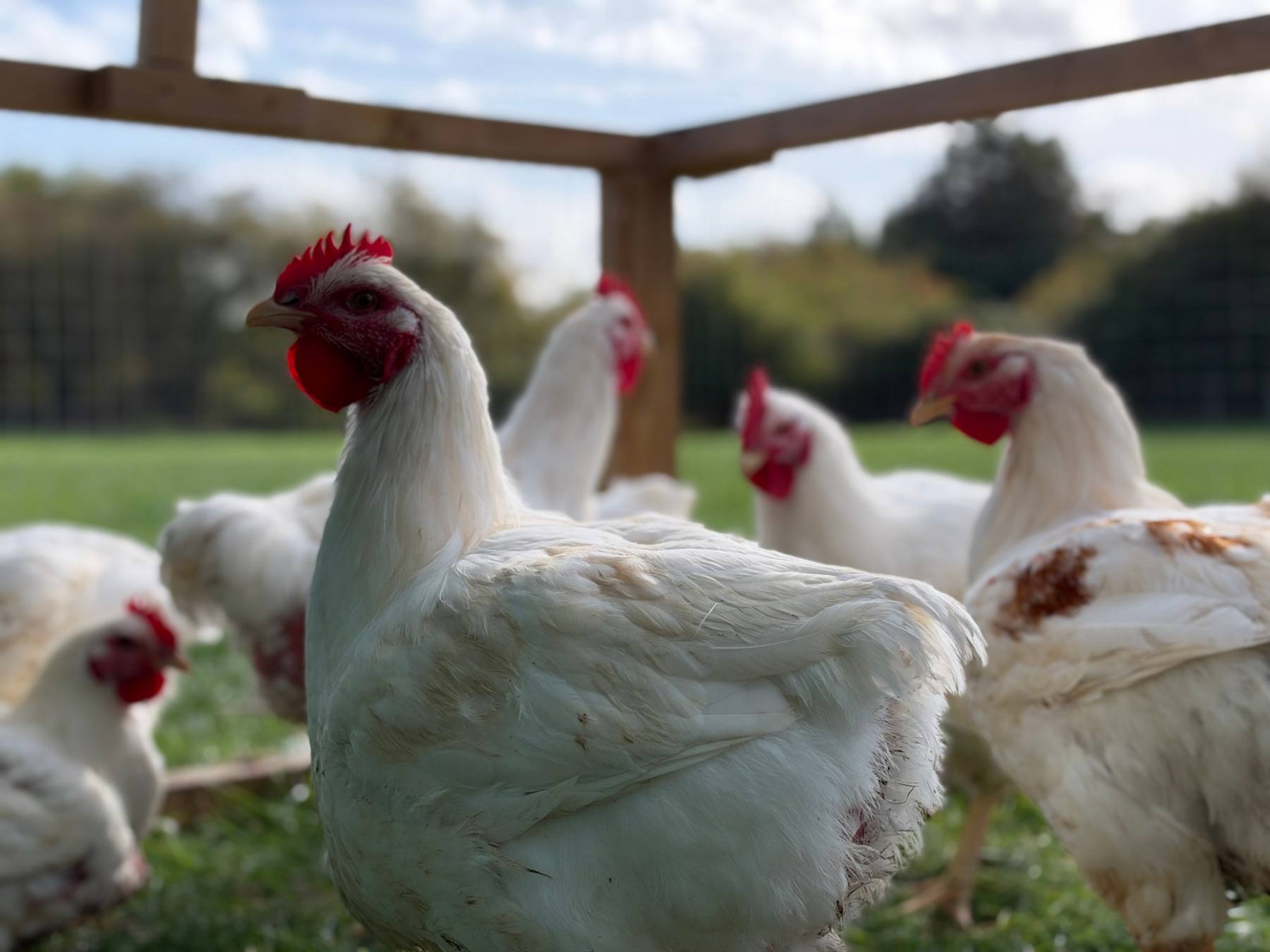 Pasture-raised chicken at a Zero Miles farm hub
