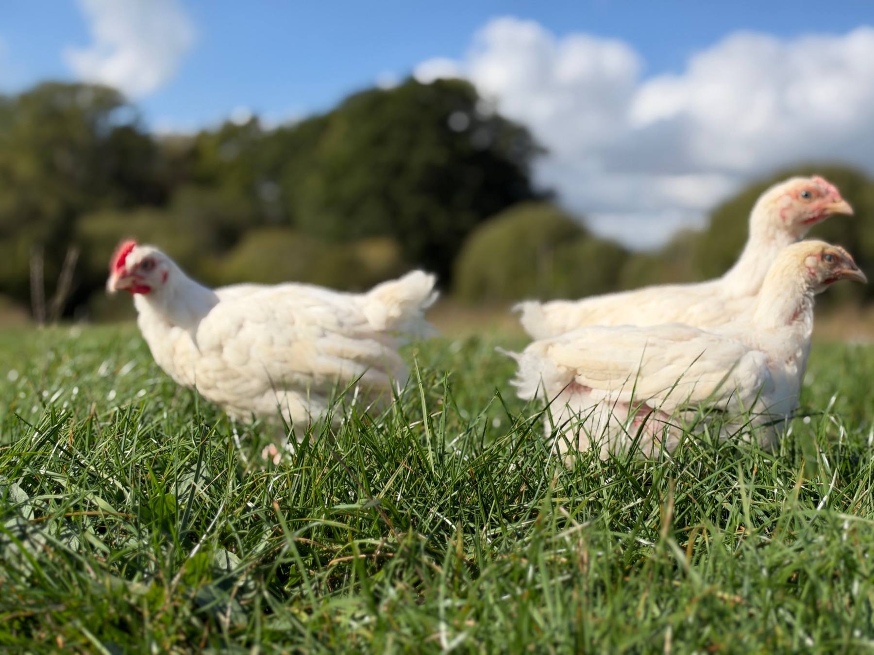 Chickens from a Zero Miles farm hub out on pasture