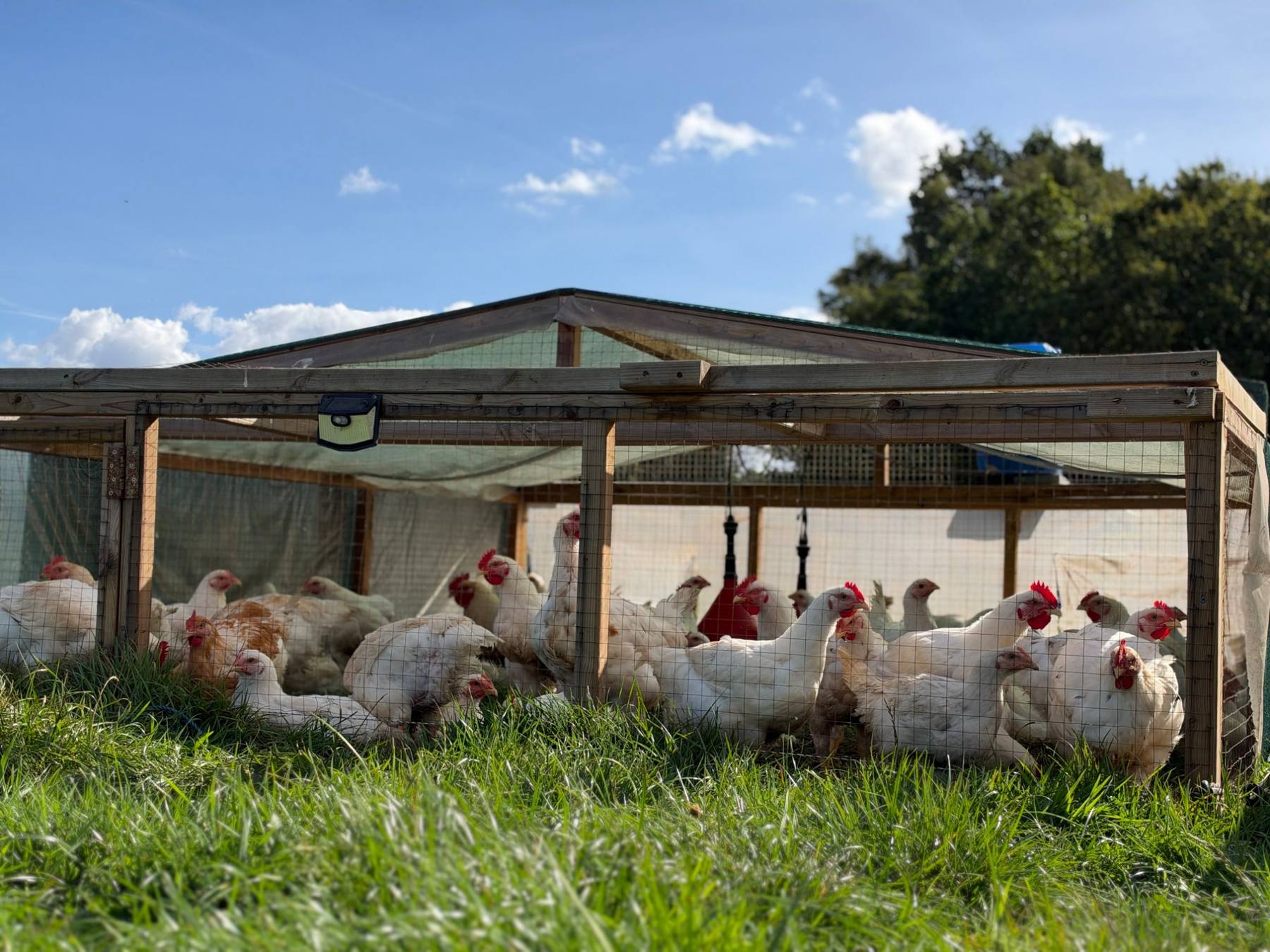 Pasture-raised chickens in a Zero Miles on-farm poultry hub